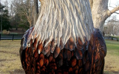 Bald Eagle on Ornate Tree Stump