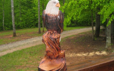 Bald Eagle with Bowl