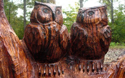 Pair of owls on a branch